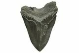 Bargain, Fossil Megalodon Tooth - Serrated Edge #374694-2